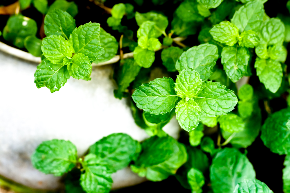 Come coltivare la menta: 9 consigli utili e a cosa fare attenzione