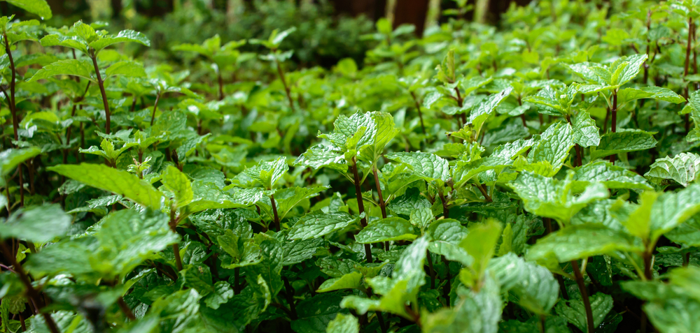 Come coltivare le erbe da infuso in giardino