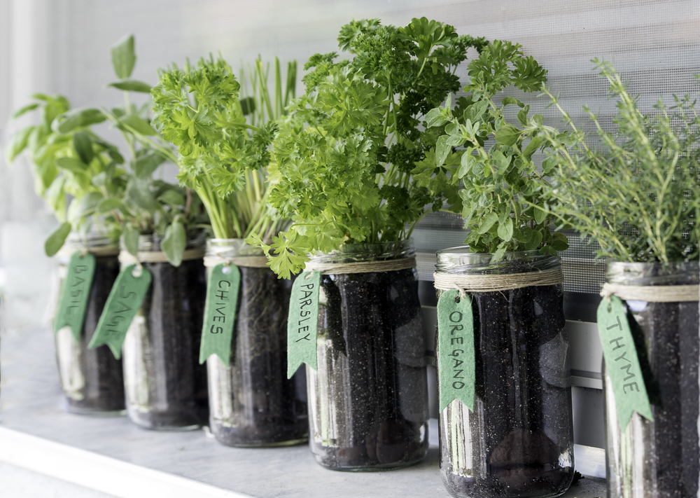 5 erbe aromatiche perenni da coltivare in casa e sfruttare tutto l'anno