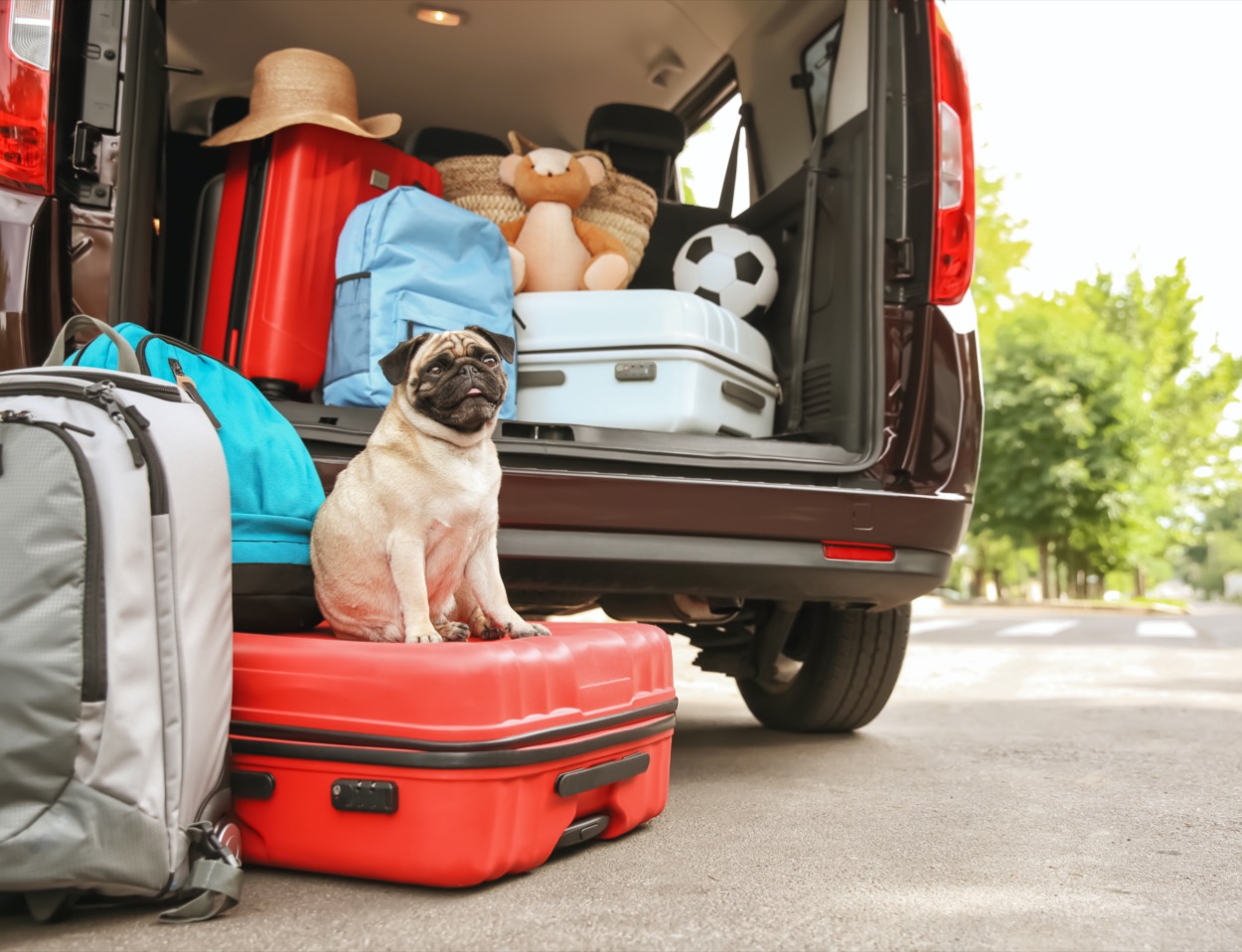 Cane in vacanza: cosa mettere nella valigia di Fido