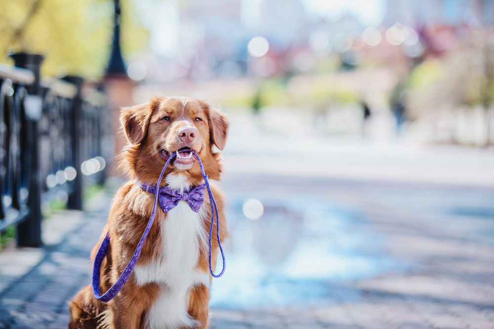 5 regali da fare al tuo cane