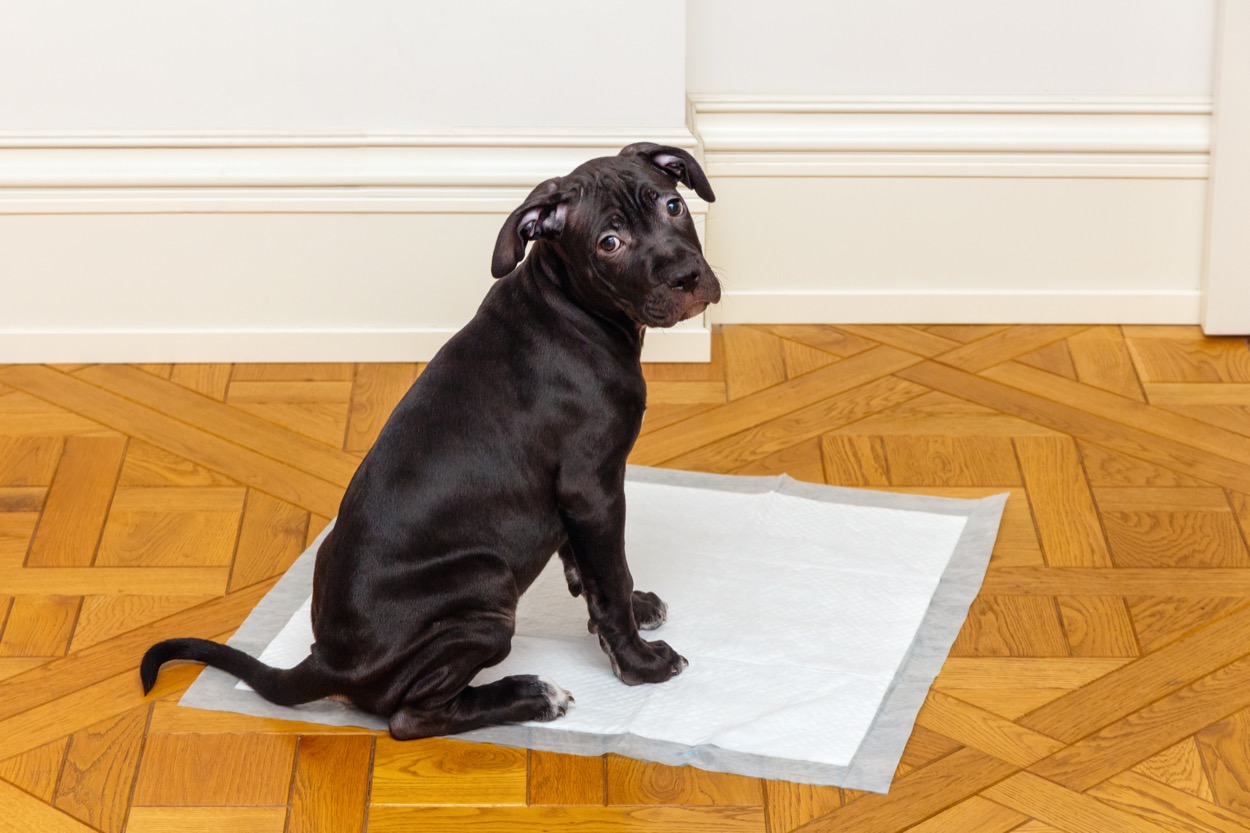 Come educare il cane alla traversina senza stress