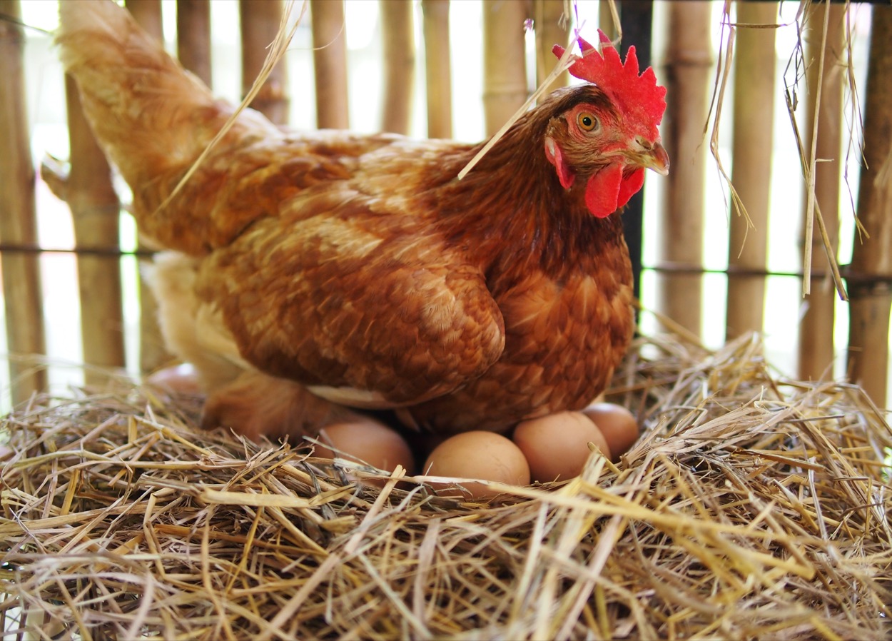 Razze galline ovaiole: quali allevare nel nostro giardino