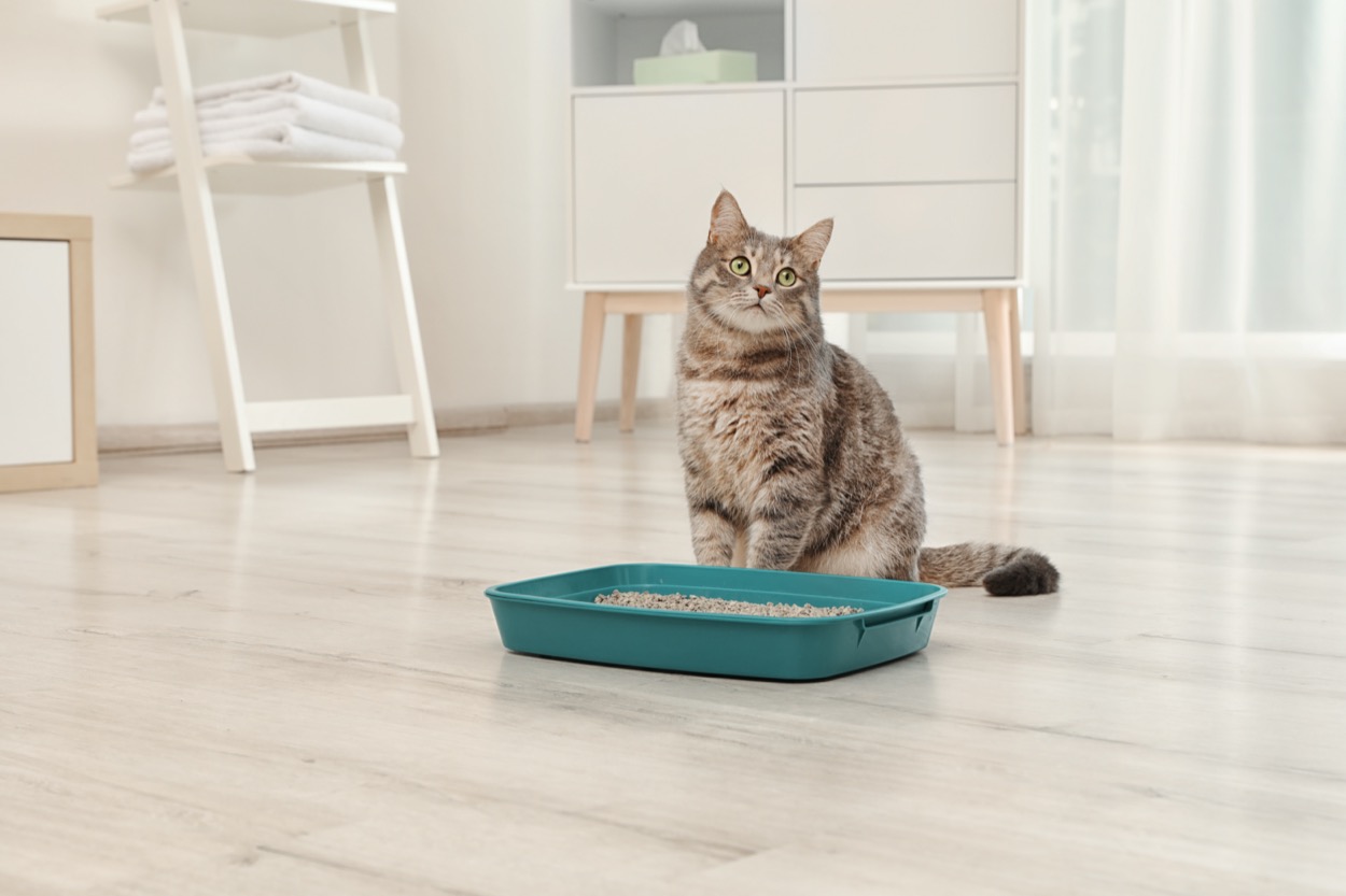 Il gatto va spesso nella lettiera: le cause da non sottovalutare