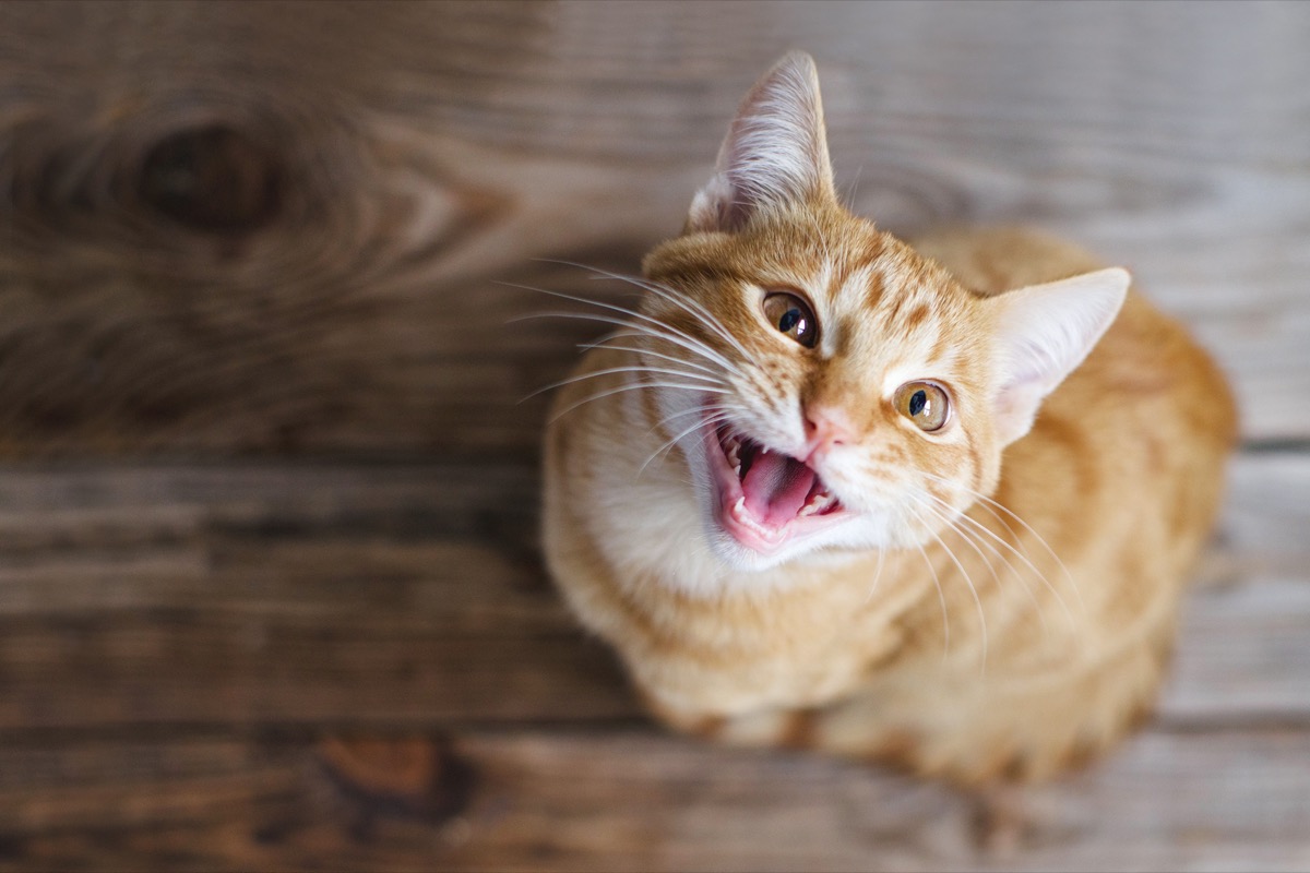 Gatto che miagola di notte: perché accade e cosa fare