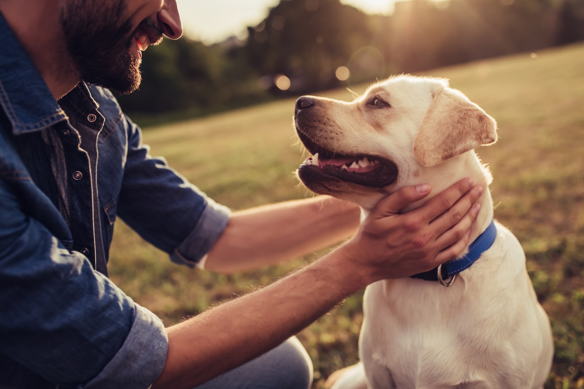 Le 10 razze di cani più diffuse in Italia