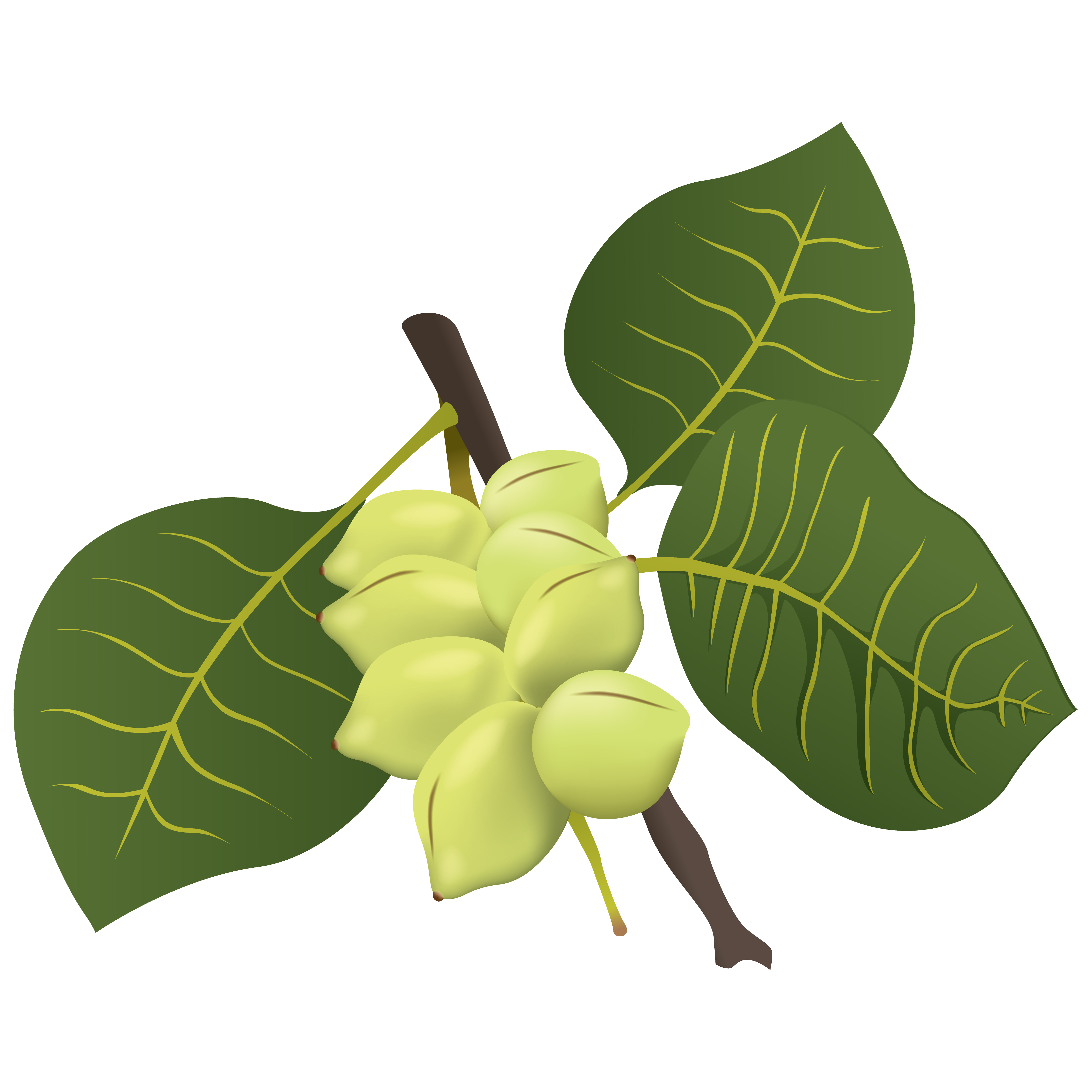Kakadu Plum, i benefici per la pelle
