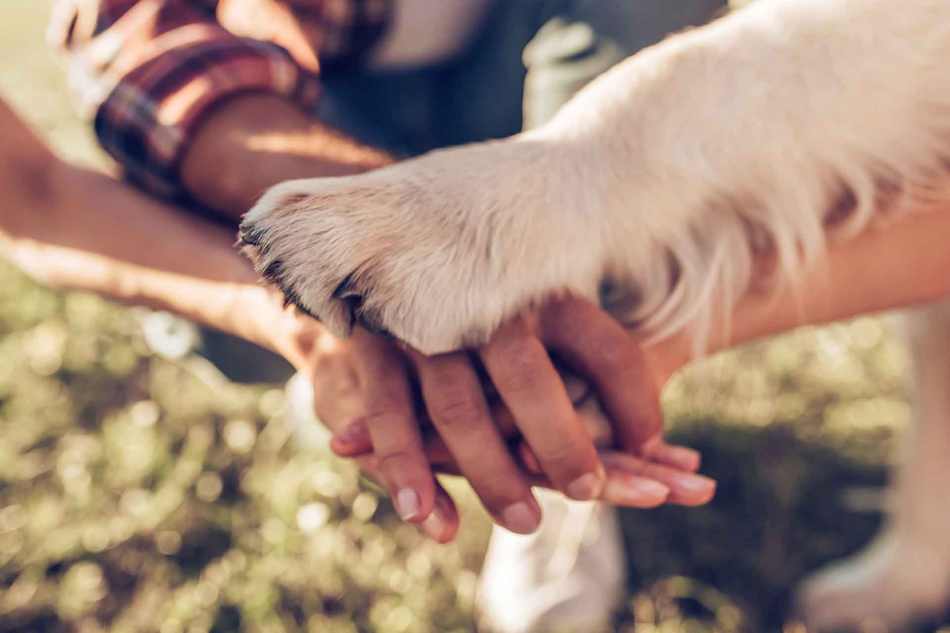 Come pulire le zampe al cane dopo la passeggiata
