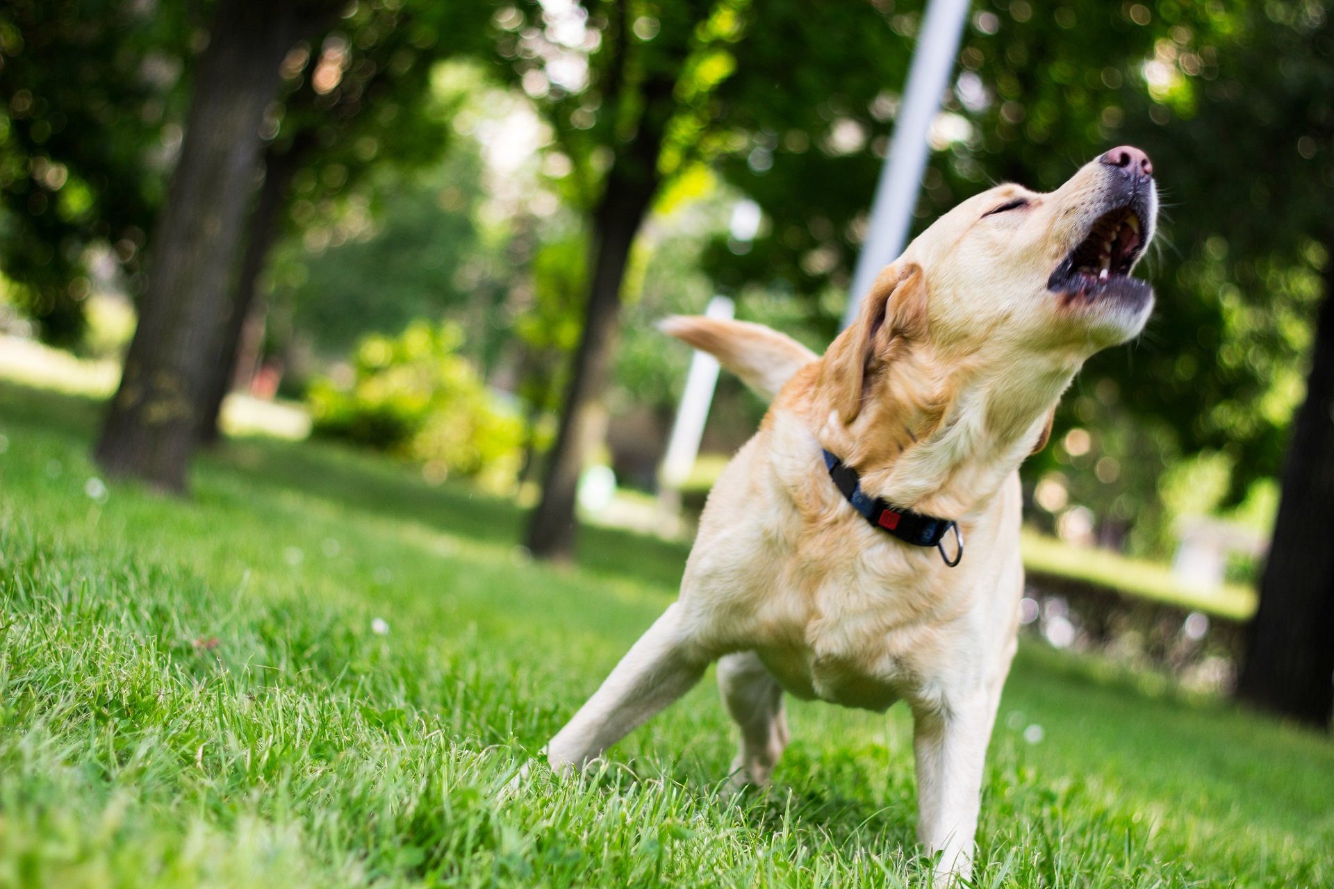 Cani che abbaiano in condominio: cosa fare