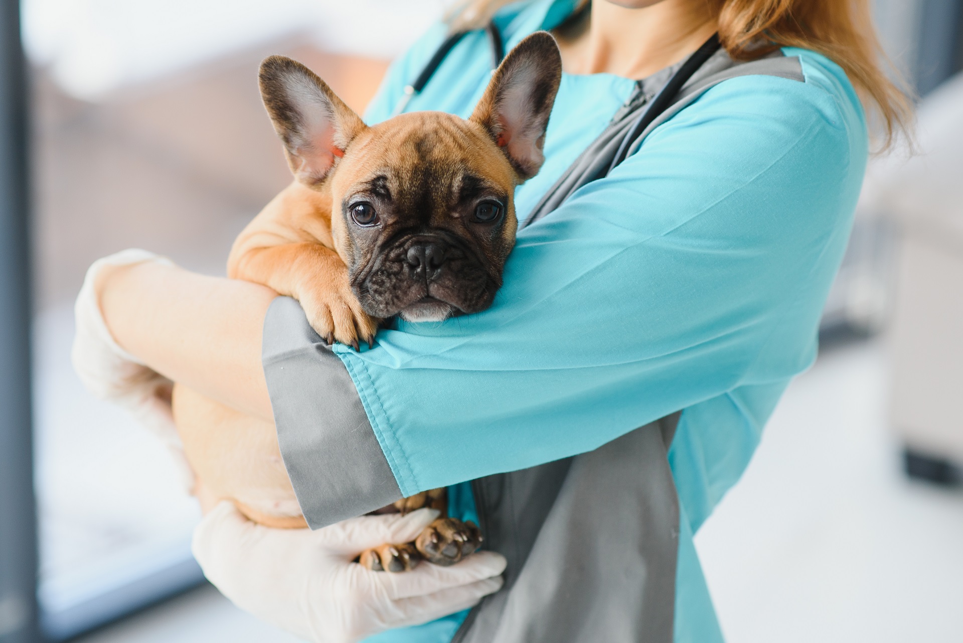 Come si applica il vermifugo ai cani?