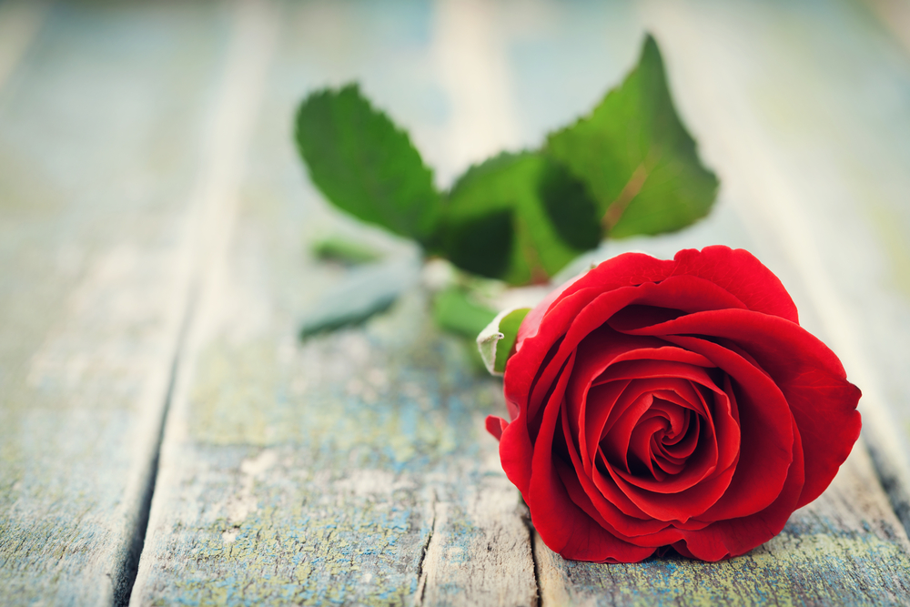 Perché si regalano le rose a San Valentino?