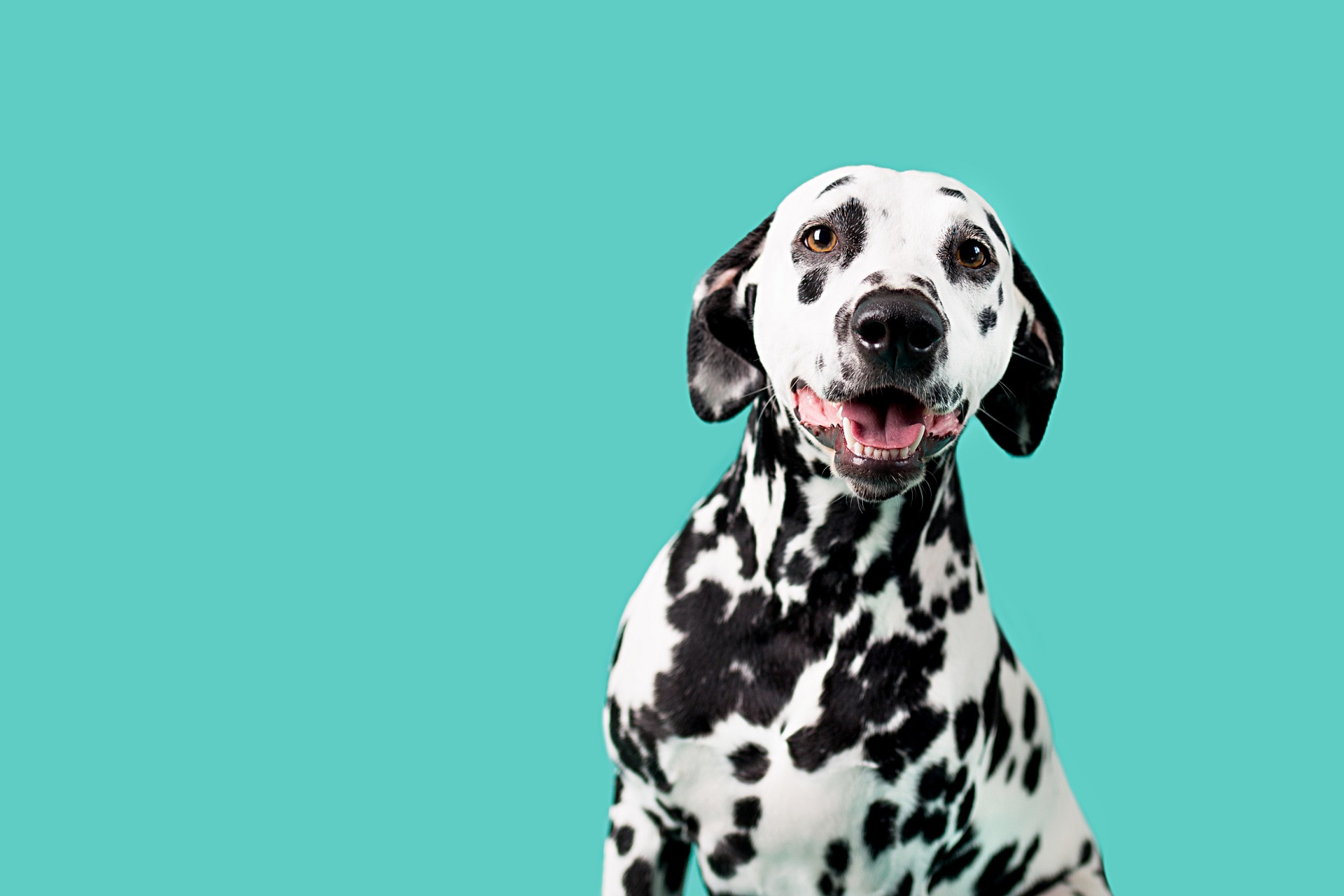 Cose sui cani dalmata da conoscere