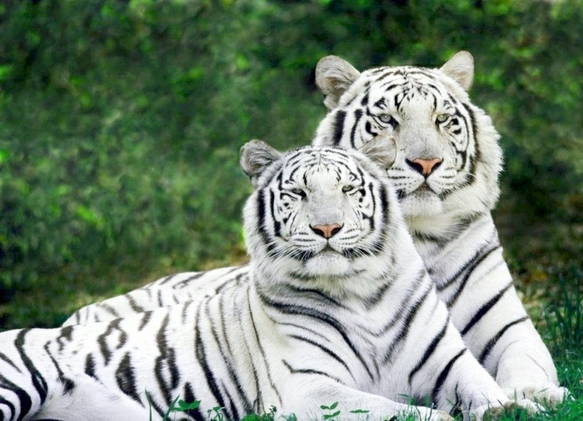 Sognare una tigre bianca che attacca: cosa significa