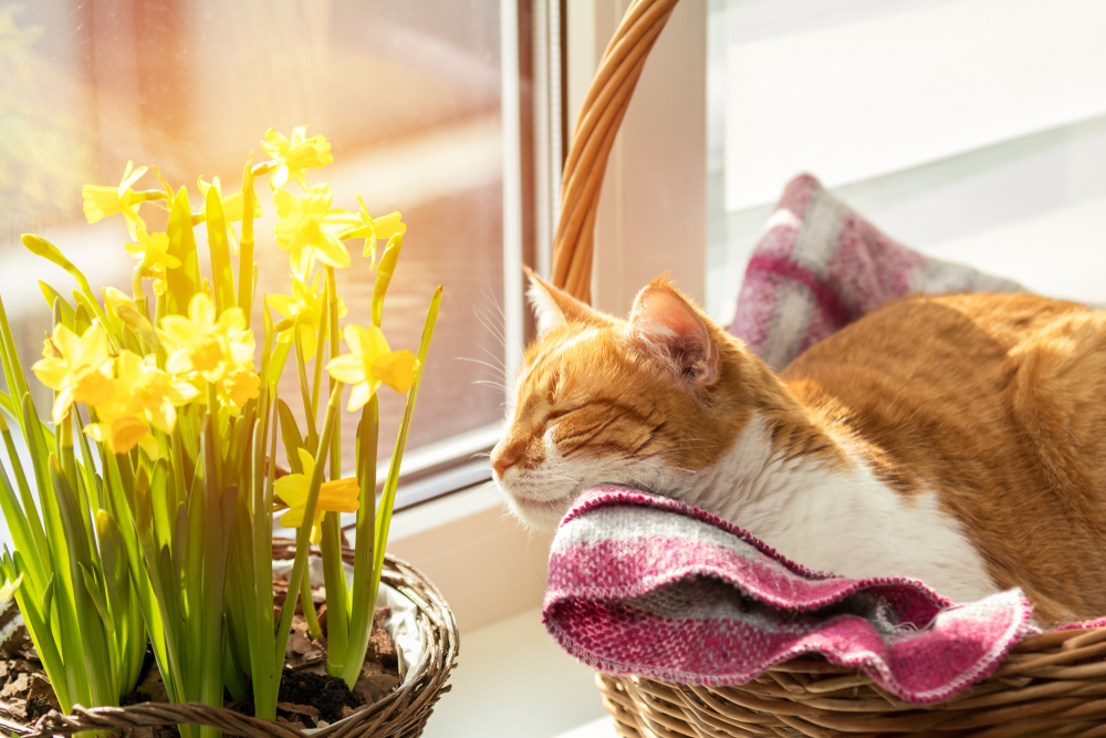 Cosa fare domenica pomeriggio in primavera: 3 idee per ritrovarsi
