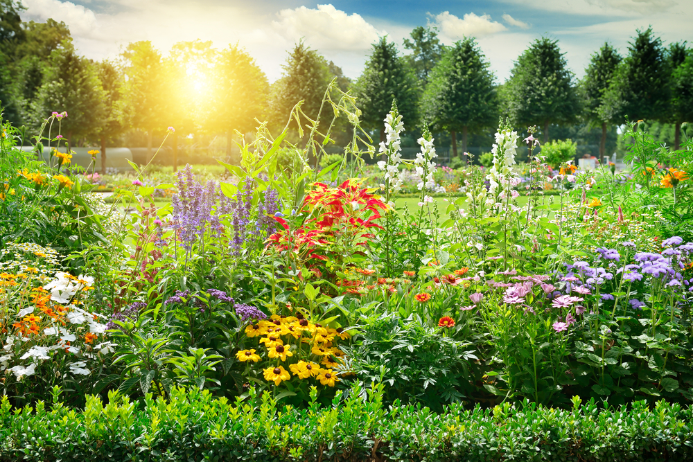 Come scegliere i fiori per il giardino: 5 consigli