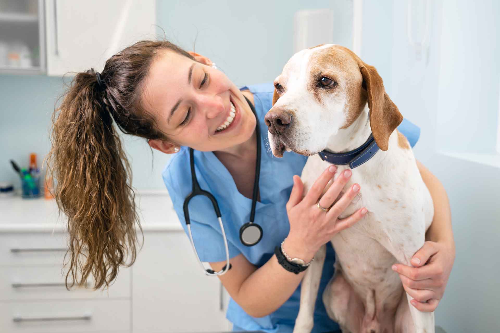 Cosa studiare per lavorare con gli animali