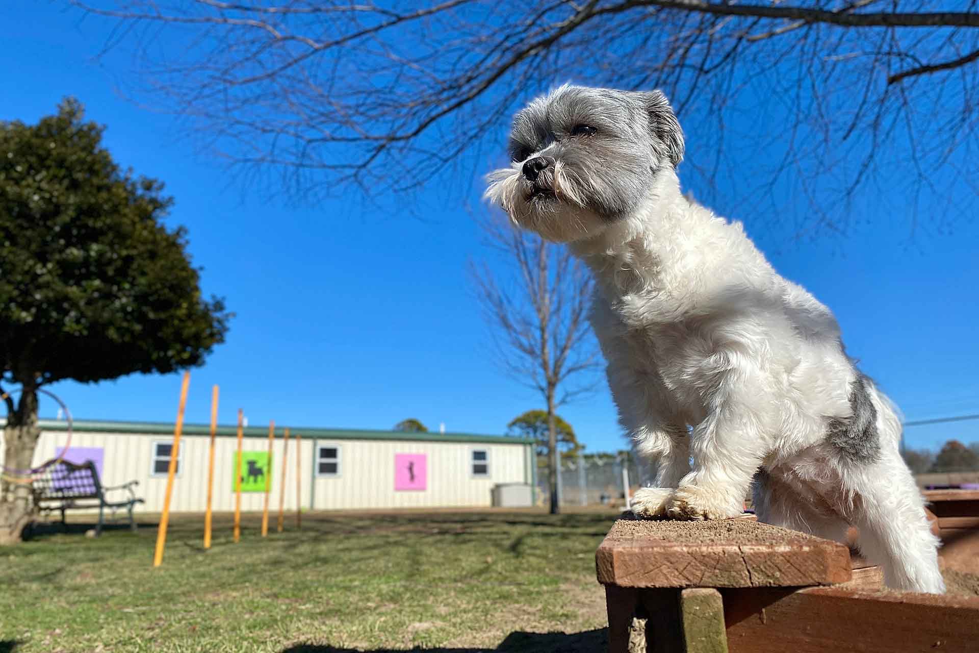 Addestramento dei cani: quando si inizia e come si fa