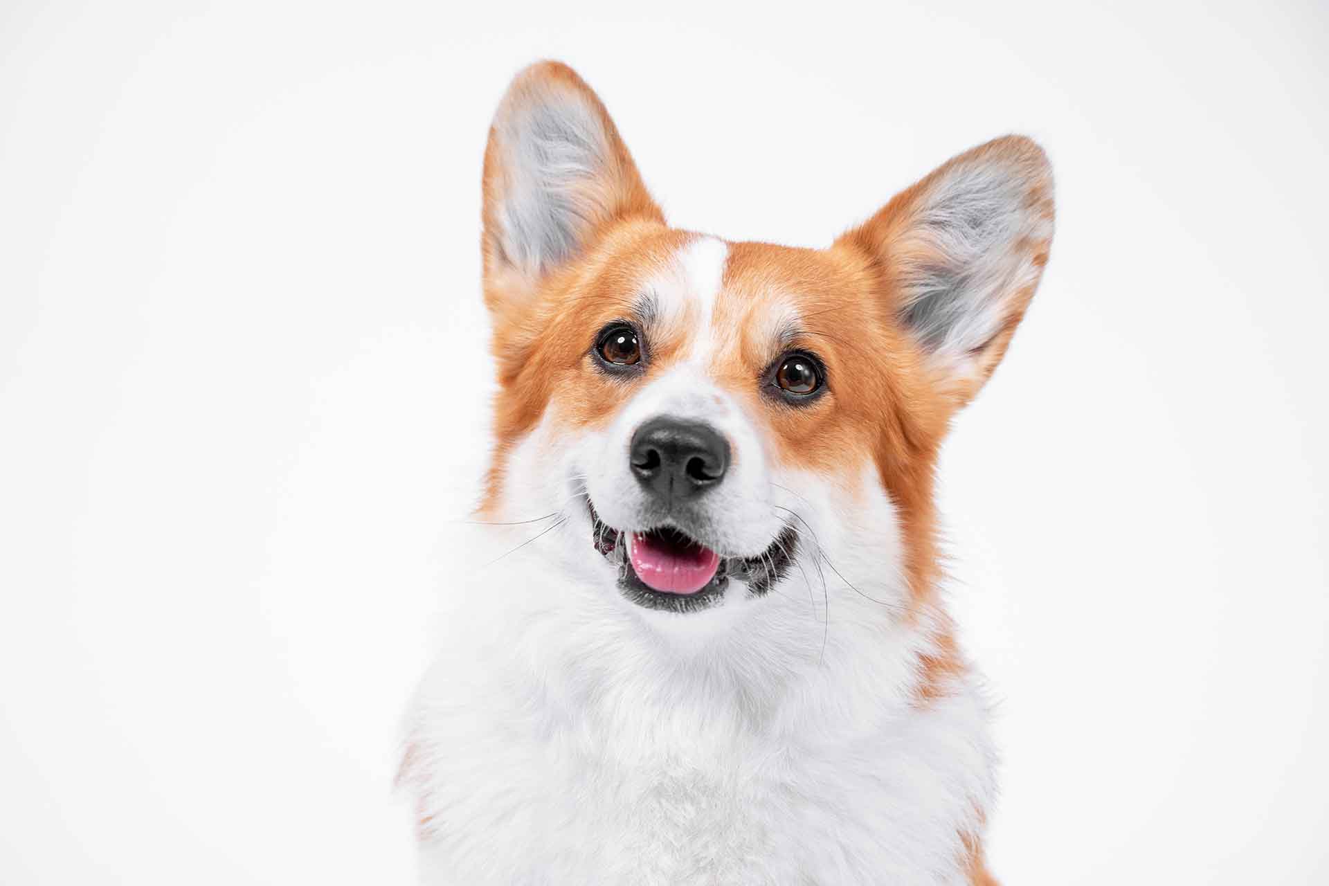 Quali sono i nomi dei cani della Regina Elisabetta?