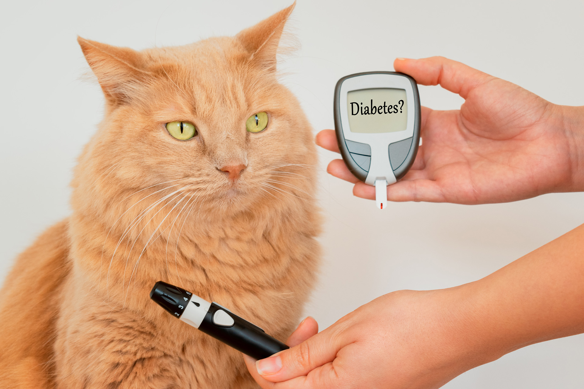 Diabete nei gatti: i sintomi da non sottovalutare