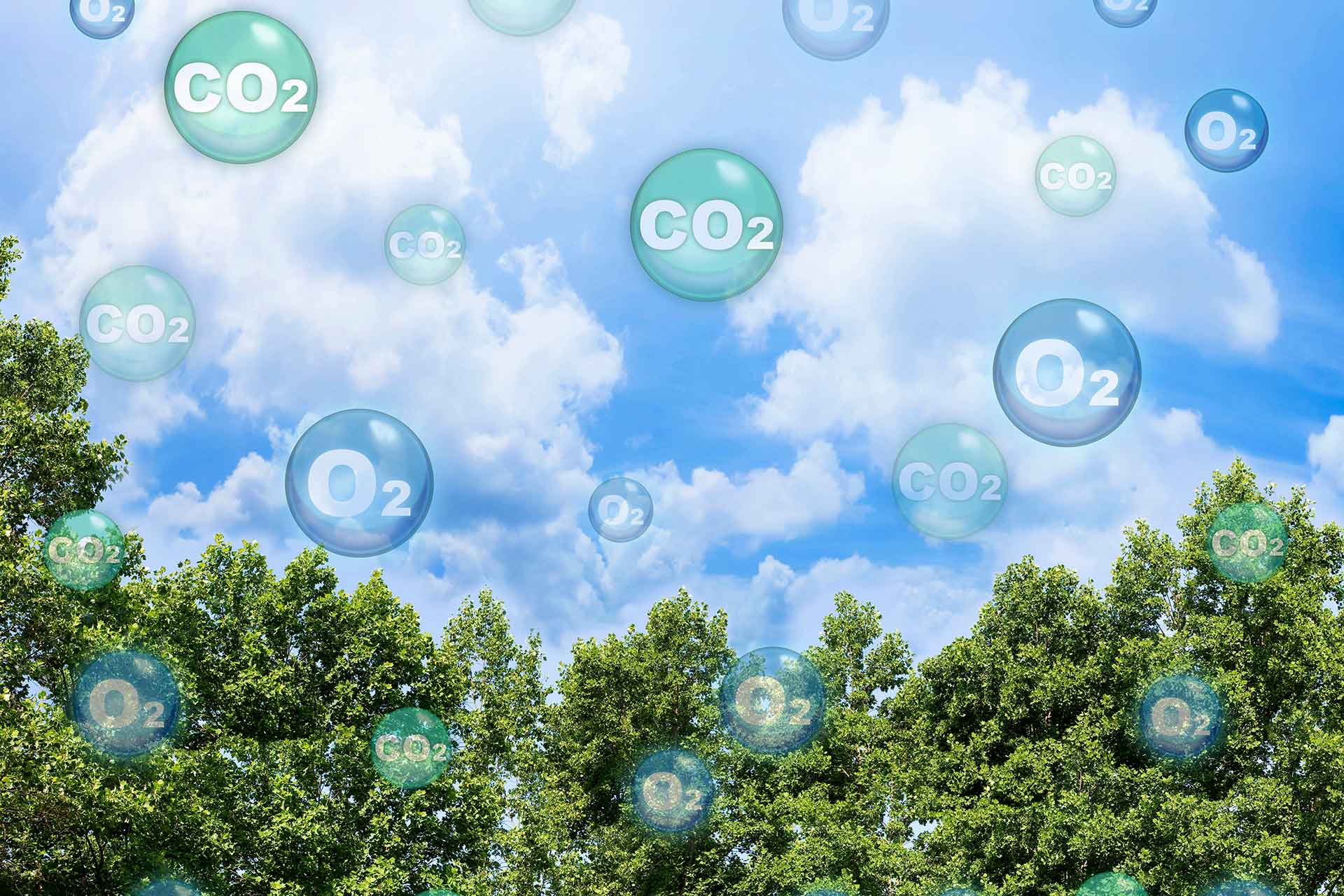 Cosa provoca l'aumento dell'anidride carbonica nell'atmosfera