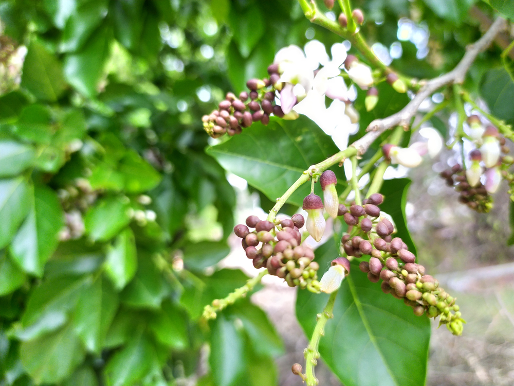 Olio di karanja per pelle e capelli: proprietà e benefici