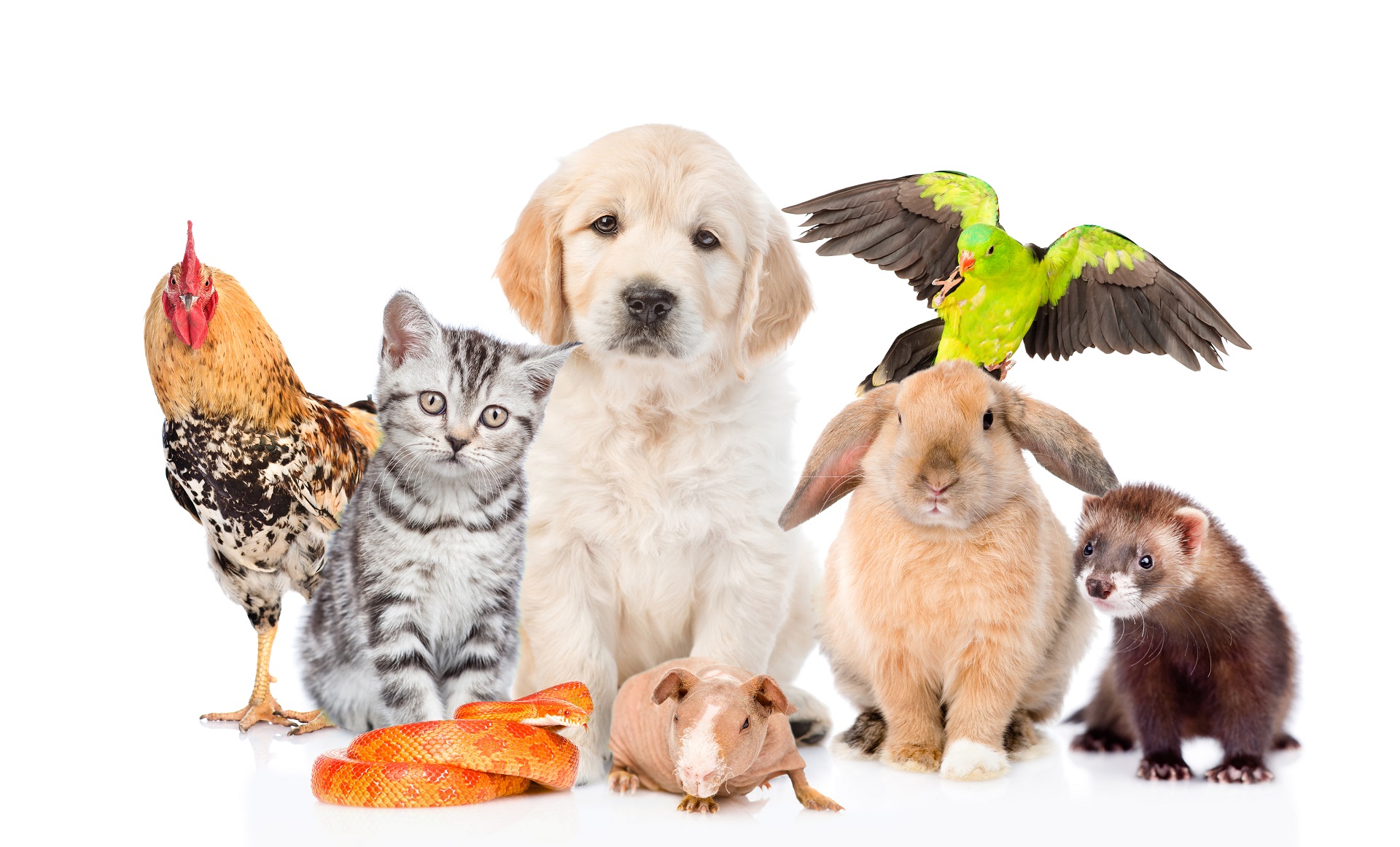 Come scegliere il nome per gli animali domestici