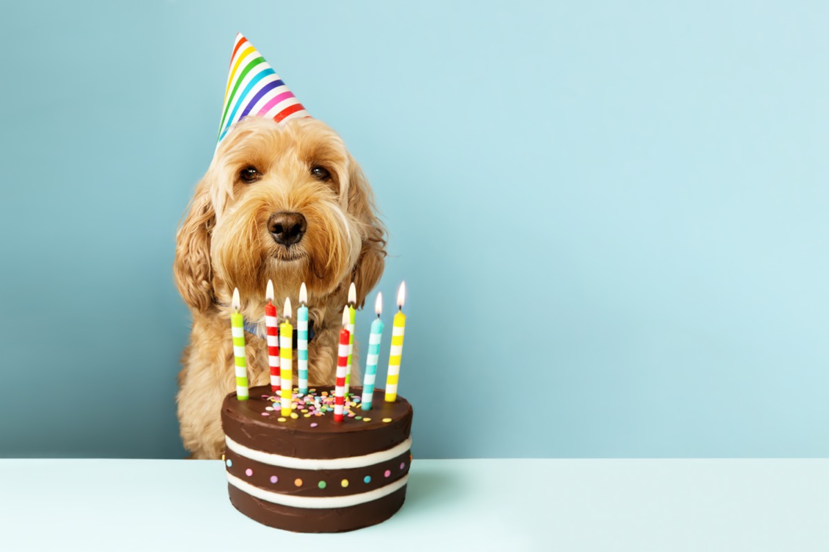 Festa di compleanno per il cane: 5 idee per il nostro amico