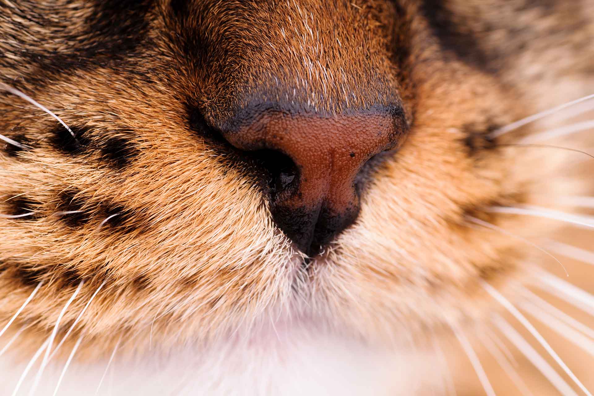A cosa servono i baffi dei gatti