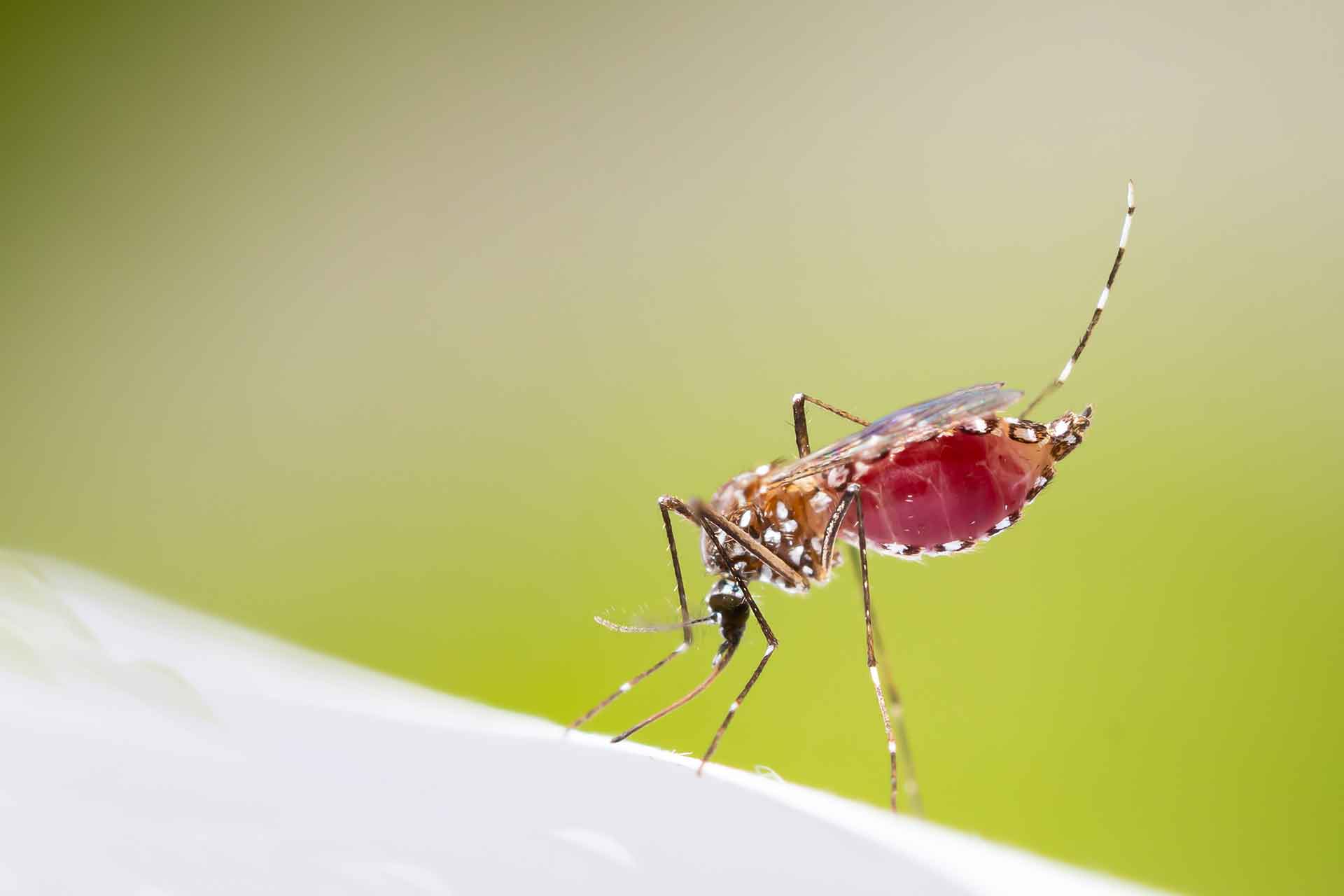 Zanzara tigre, come tenerla lontana da casa: rimedi