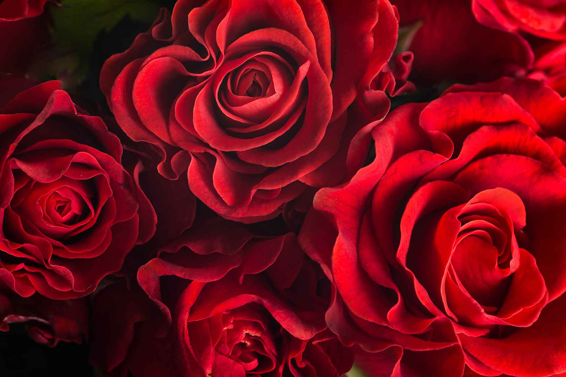 Quali sono i fiori più eleganti?