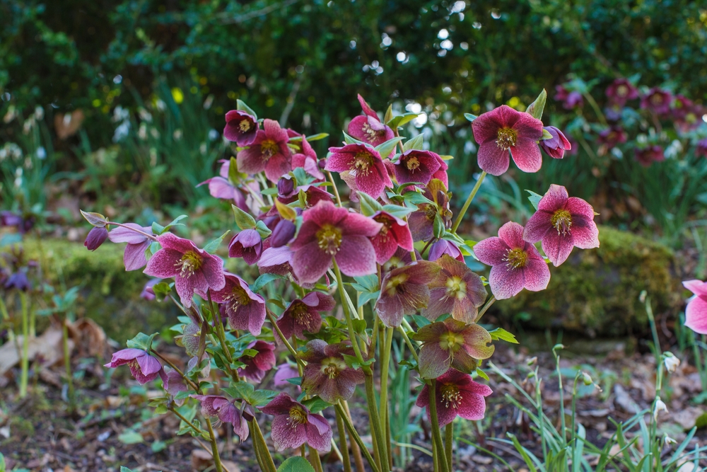 5 fiori invernali a cui piace il freddo
