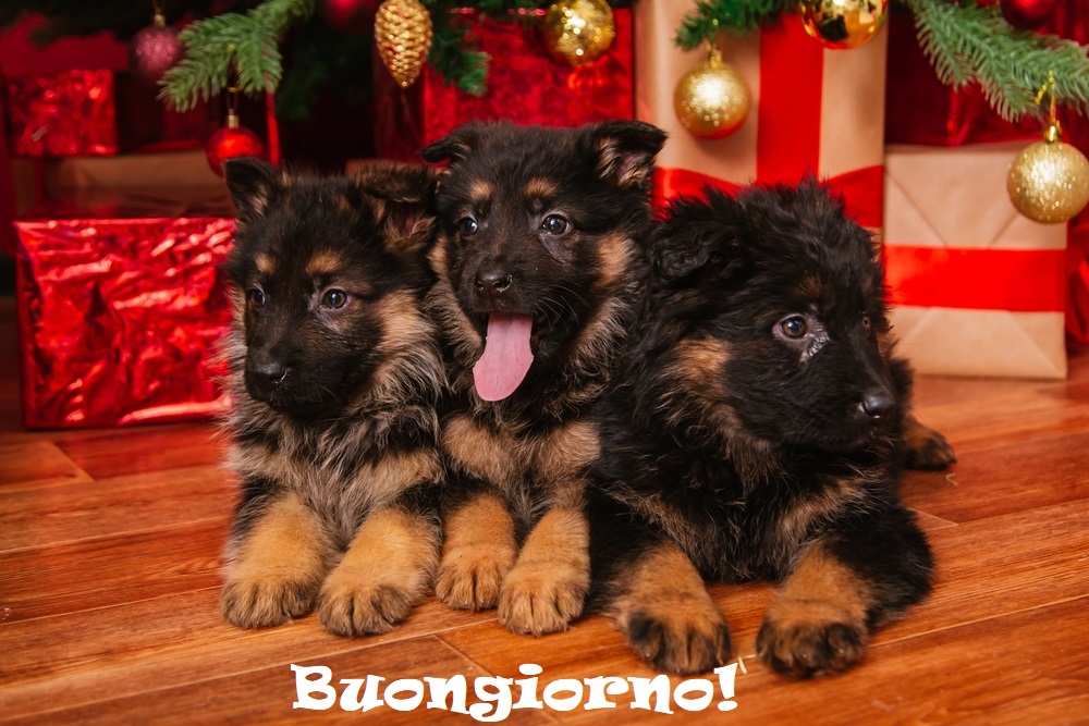 buongiorno-natalizio-immagini-nuove-gratis-whatsapp-4.jpg