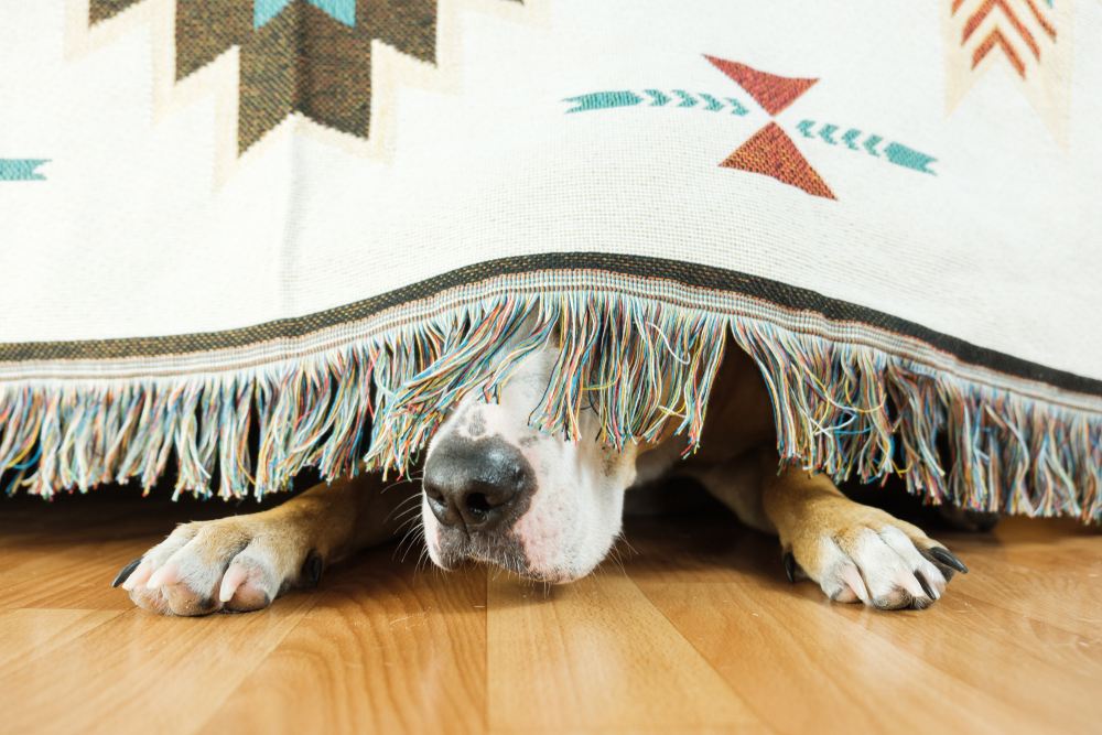 Come capire se il tuo animale domestico soffre di stress
