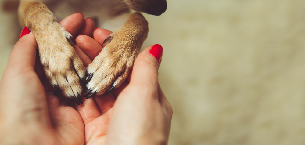 Come e perché festeggiare la Giornata Internazionale dei diritti degli animali 2022