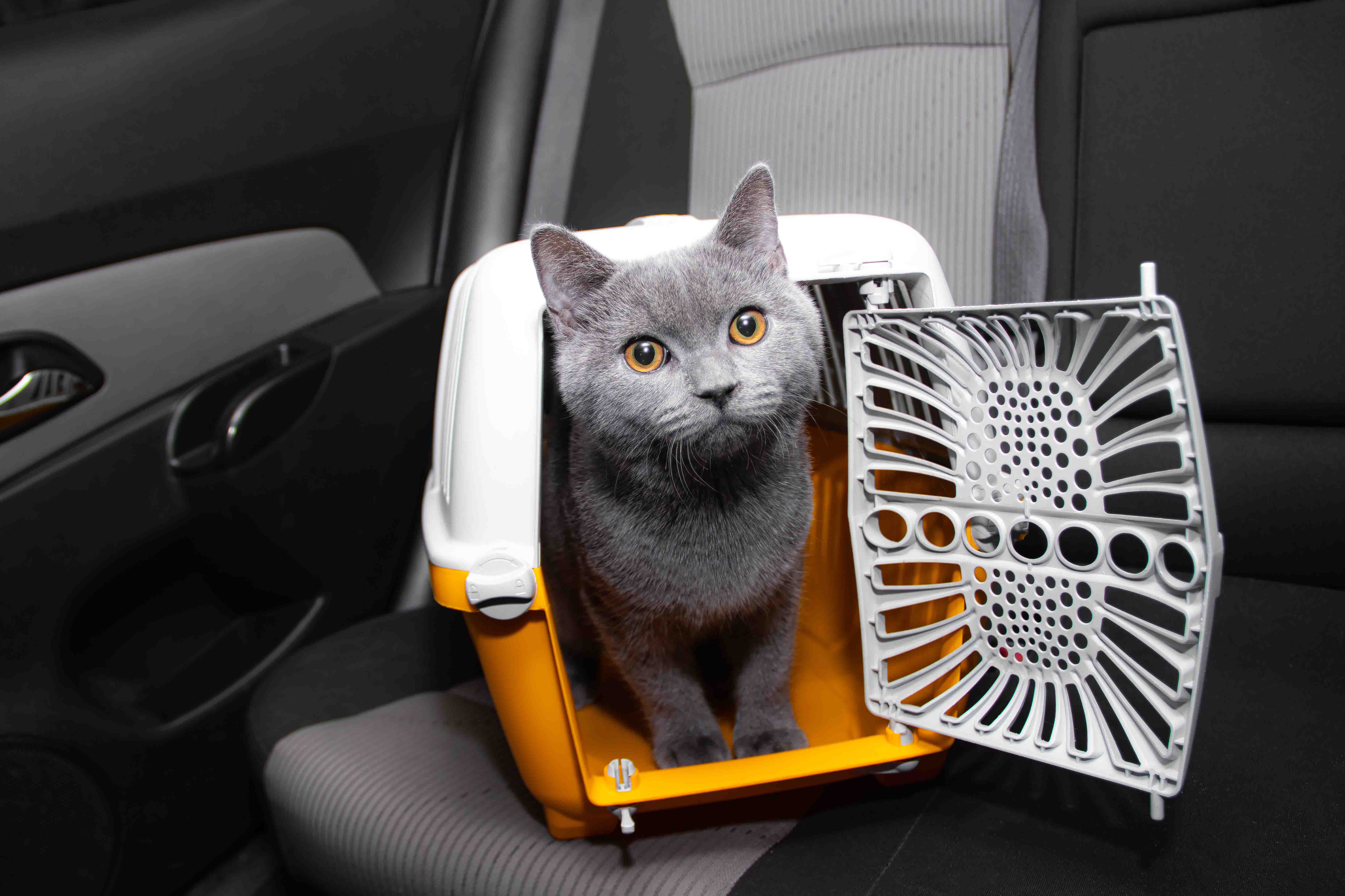 Gatti in auto: come trasportarli in sicurezza