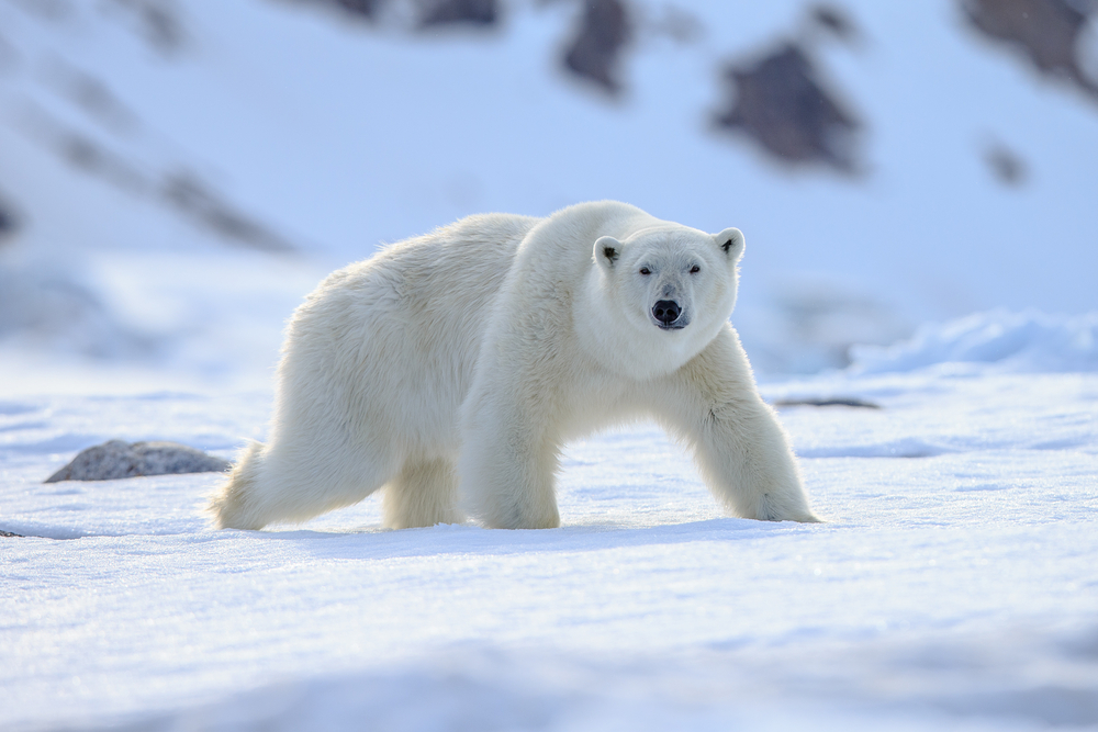 Giornata mondiale dell'orso polare: cosa c'è da sapere