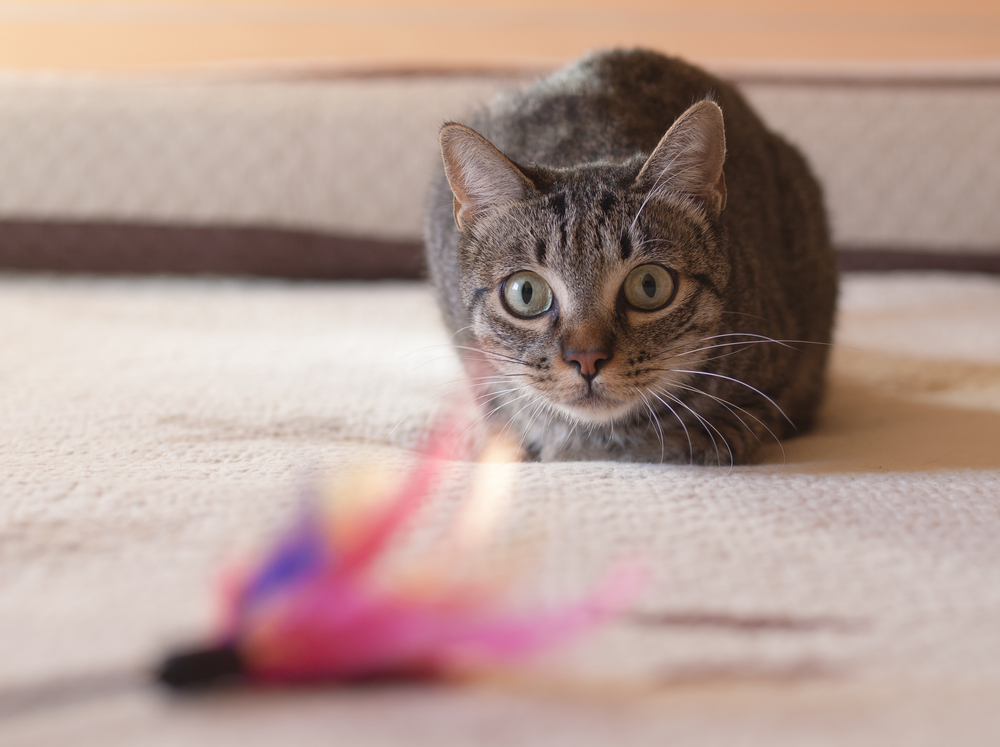 Giochi per gatti con materiale di riciclo: cannetta con piume e campanello