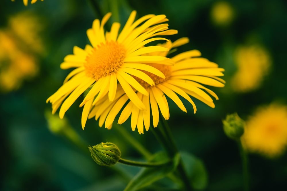 Le proprietà e gli usi dell'Arnica di montagna