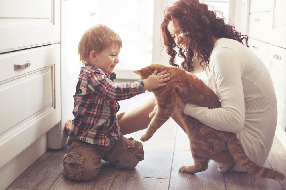 I gatti domestici hanno bisogno di un’assicurazione?