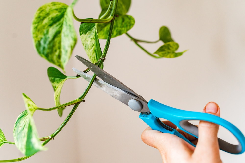 Pothos, la pianta da interno: come moltiplicarla in 5 passaggi