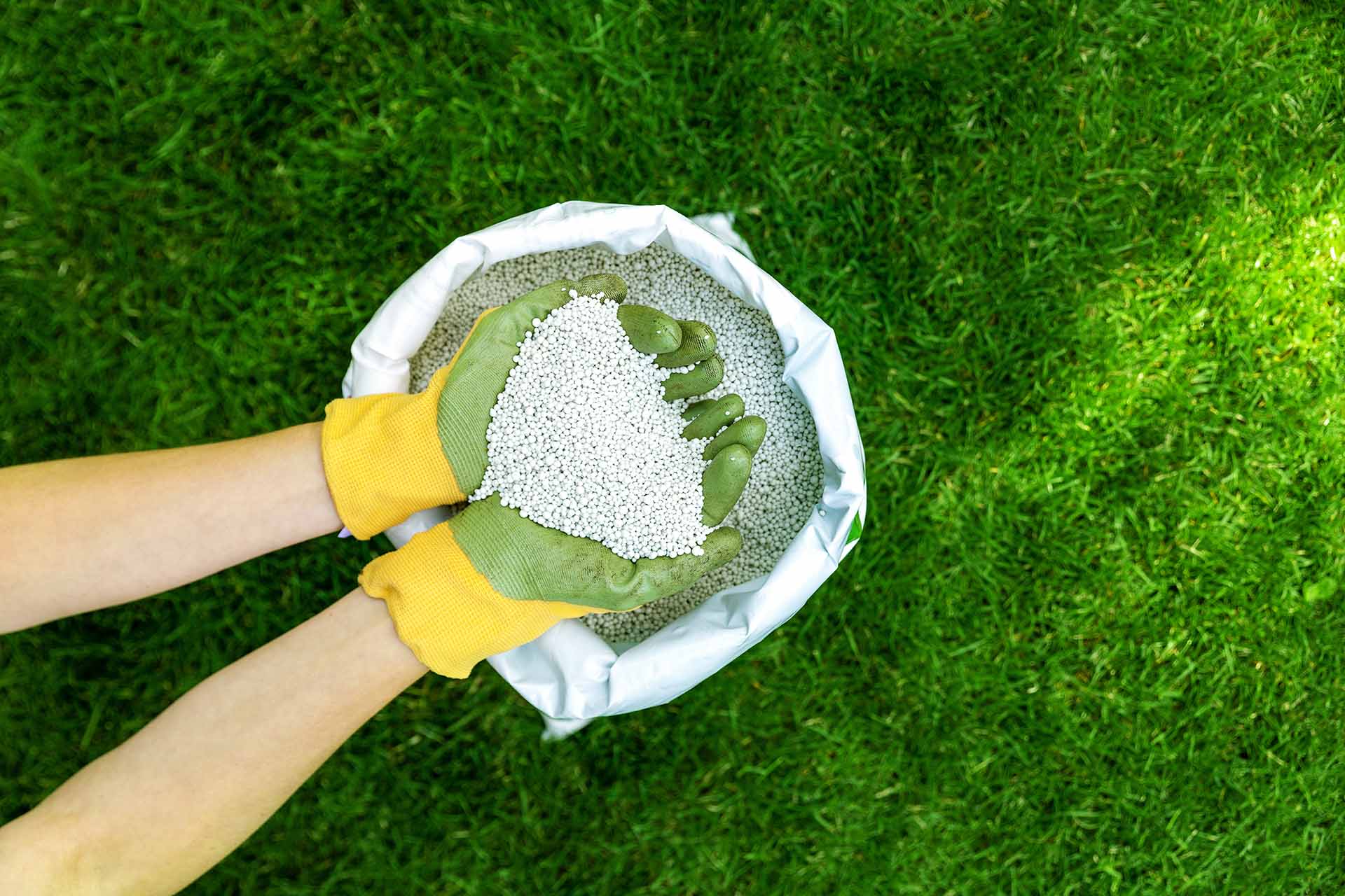 Quali fertilizzanti usare per le piante di casa?