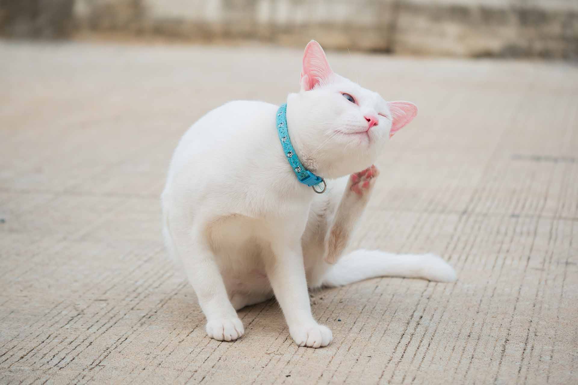 Perché il gatto si gratta le orecchie?