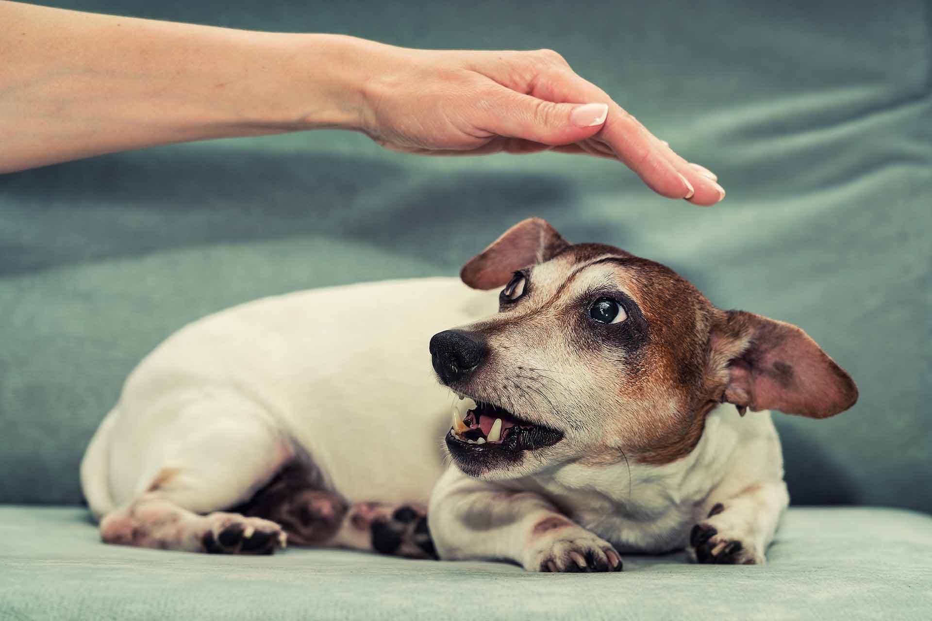 Sognare un cane che morde: significato e numeri