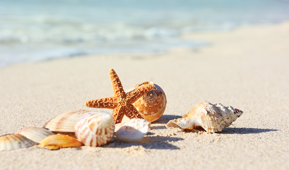 Sfondi desktop conchiglie spiaggia: 7 immagini gratis stupende