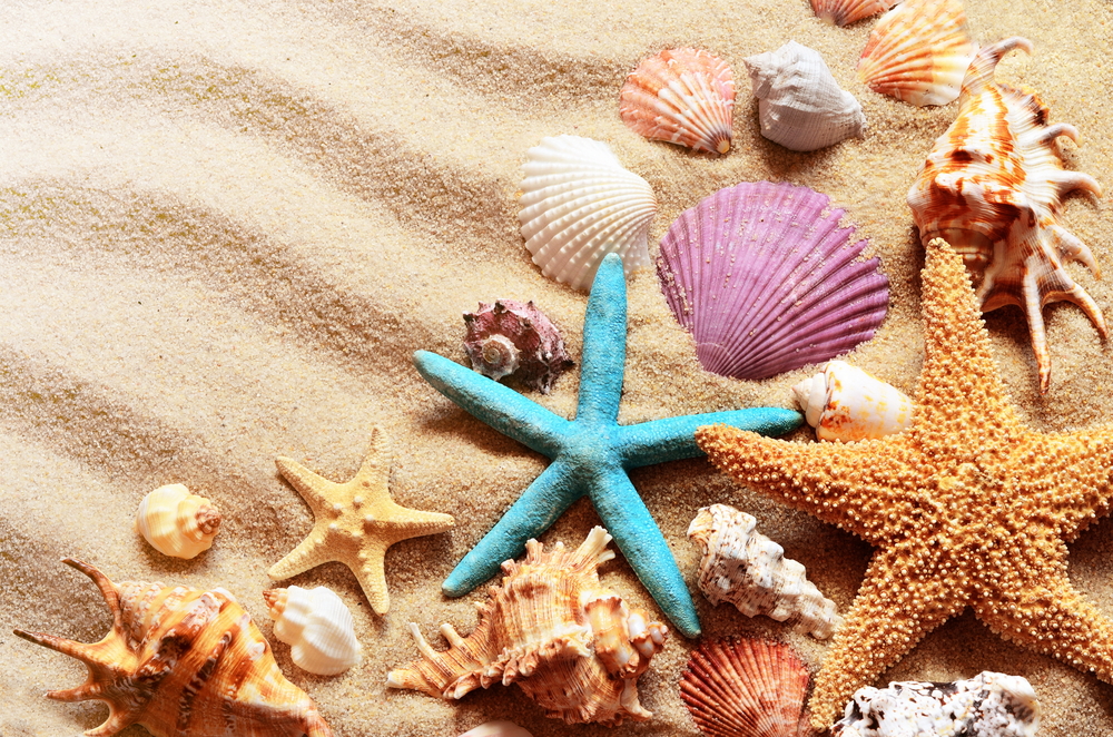 sfondi-desktop-conchiglie-spiaggia-4.jpg