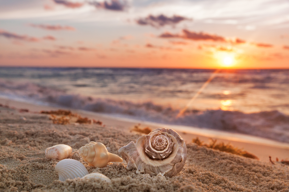 sfondi-desktop-conchiglie-spiaggia-5.jpg