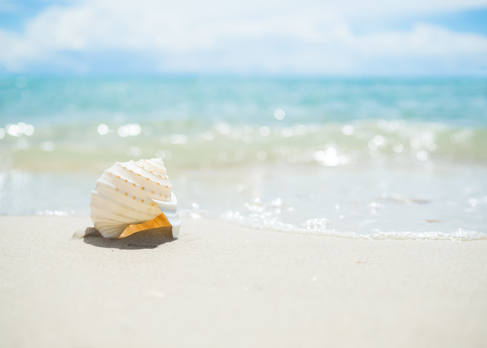 sfondi-desktop-conchiglie-spiaggia-6.jpg