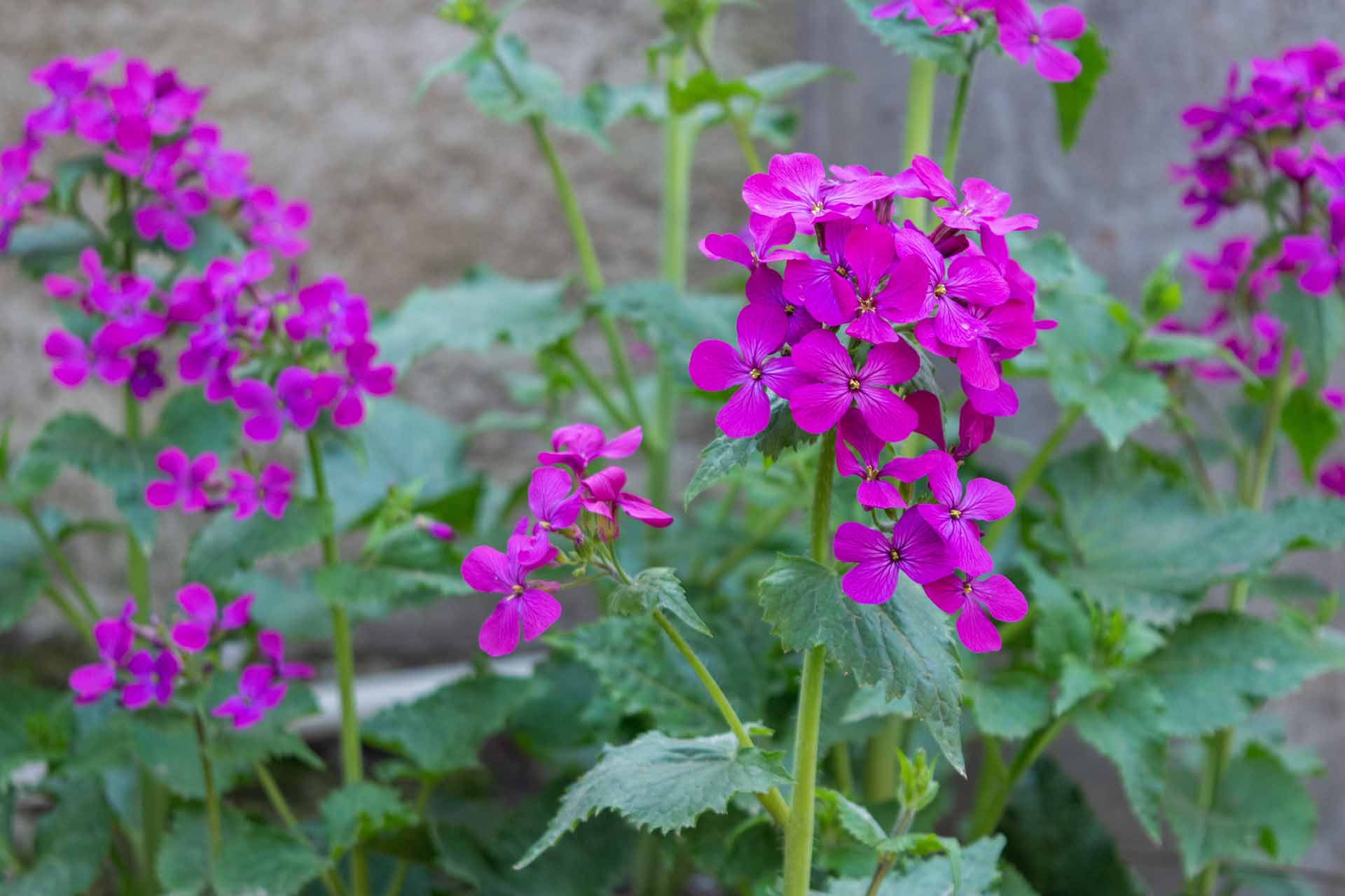 Lunaria: cura della pianta e curiosità