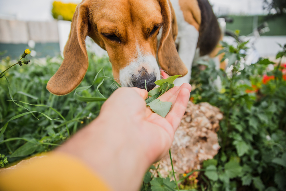 Perché i cani mangiano l’erba?