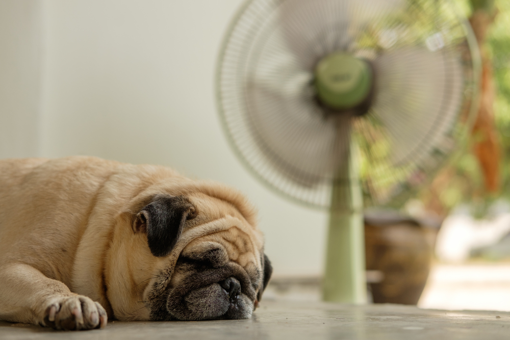 Come mantenere fresco il tuo animale domestico quando fuori fa caldo
